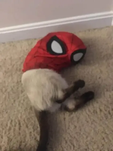 A curled-up cat with a red Spider-Man mask
